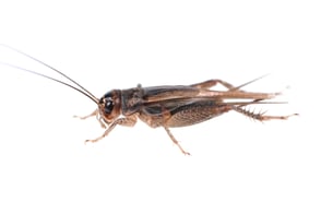 Cricket istock