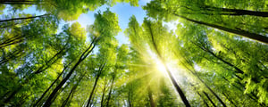 Enchanting-sunshine-on-green-treetops-598057526_1621x650 (1)