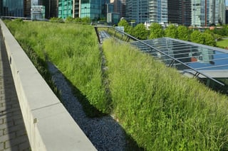 Grass-Growing-on-a-Green-Roof-000041128570_Large.jpg