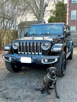 front of jeep wrangler 4x3 with dog sitting next to it