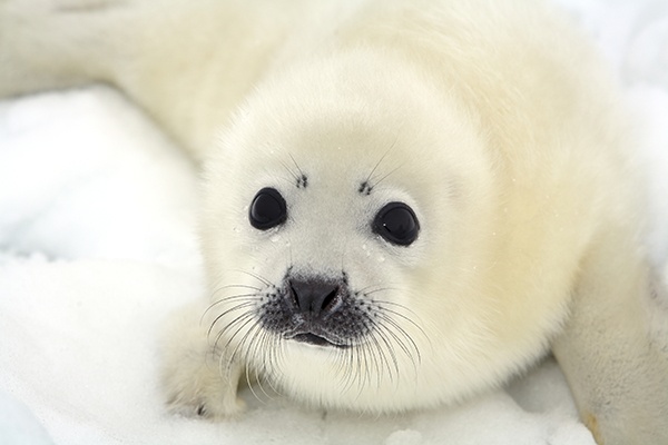 Seal Pup