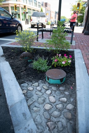 rain garden with pollinator plants on a busy street in New Bedford