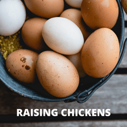 raising chickens