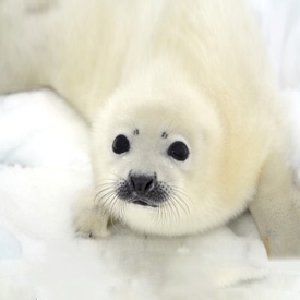 baby seals